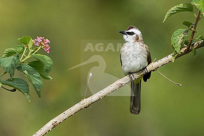 Yellow-vented Bulbul (Pycnonotus goiavier) Perched on a branch in the Philippines stock-image by Agami/Dubi Shapiro,