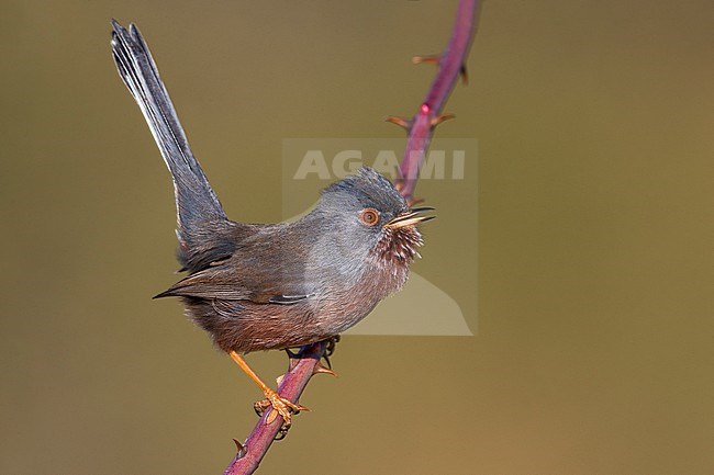 Dartford Warbler; Sylvia undata stock-image by Agami/Daniele Occhiato,