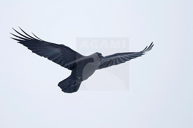 Common Raven (Corvus corax ssp. corax) in flight in a snow storm in arctic northern Norway. stock-image by Agami/Ralph Martin,