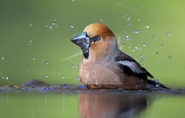 Appelvink; Hawfinch (Coccothraustes coccothraustes) Hungary May 2008 stock-image by Agami/Markus Varesvuo / Wild Wonders,