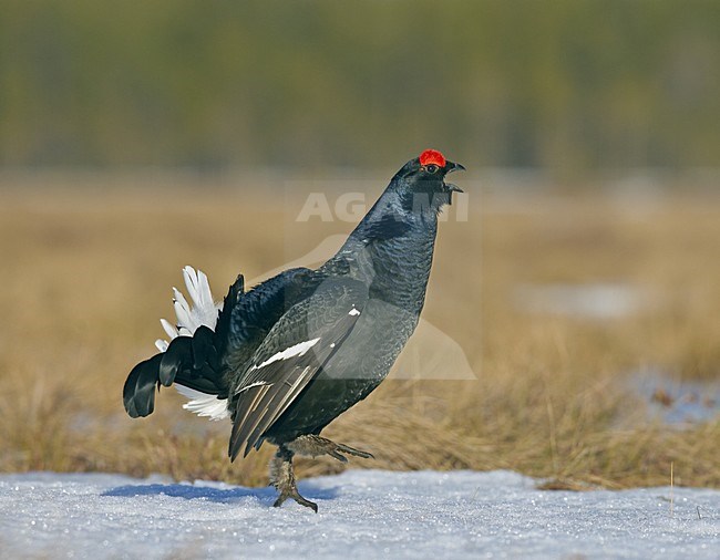Black Grouse male calling; Korhoen man roepend stock-image by Agami/Jari Peltomäki,