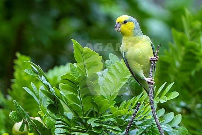 Yellow-faced Parrotlet (Forpus xanthops) in Northern Peru. stock-image by Agami/Dani Lopez-Velasco,