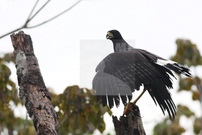 Great Black Hawk (Buteogallus urubitinga) perched with wings spread stock-image by Agami/Ian Davies,
