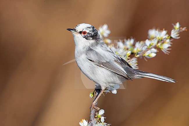 Sardinian Warbler (Sylvia melanocephala), side view of a leucistic male perched on a Blackthorn branch, Campania, Italy stock-image by Agami/Saverio Gatto,