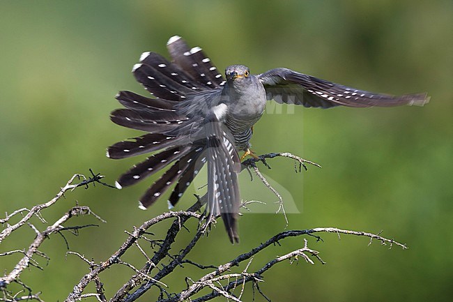Koekoek; Common Cuckoo; Cuculus canorus stock-image by Agami/Daniele Occhiato,