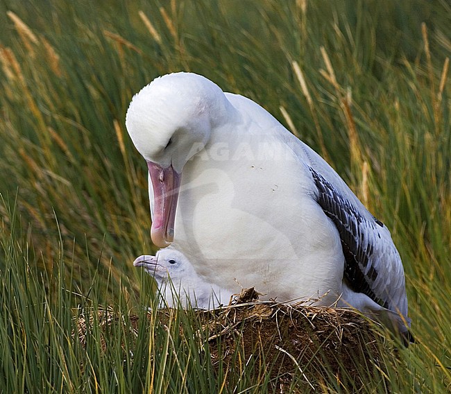Adult Snowy (Wandering) albatross (Diomedea (exulans) exulans) sitting on its nest in the breeding colony on Prion island in South Georgia. Together with one small chick. stock-image by Agami/Marc Guyt,