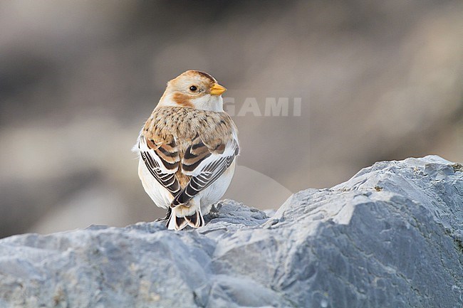 Snow Bunting, Plectrophenax nivalis, in winter plumage sitting on basalt rocks part of small flock wintering at North Sea coast. Adult female of nominate subspecies nivalis perched on rock seen on the back. stock-image by Agami/Menno van Duijn,