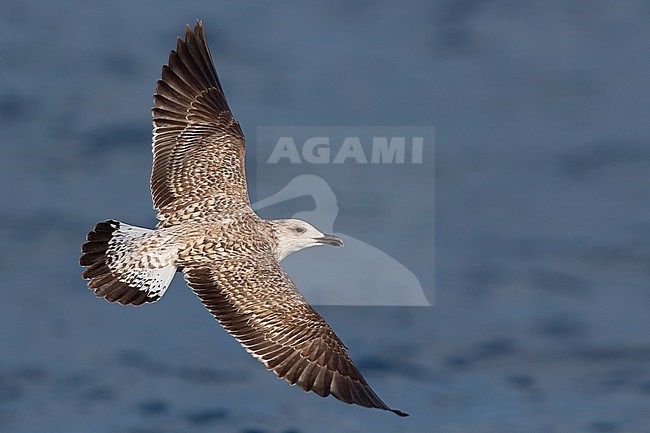 Yellow-legged Gull, juvenile in flight, Campania, Italy (Larus michahellis) stock-image by Agami/Saverio Gatto,