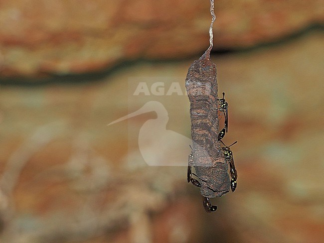 Black Hover Wasp, Parischnogaster alternata, Songkhla, Thailand, nest building. stock-image by Agami/James Eaton,