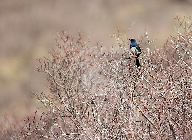White-bellied redstart (Luscinia phaenicuroides) stock-image by Agami/Pete Morris,