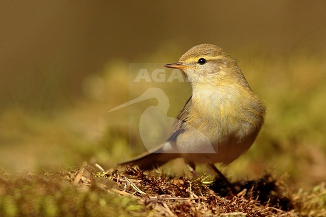 Tjiftjaf; Common chiffchaff stock-image by Agami/Walter Soestbergen,