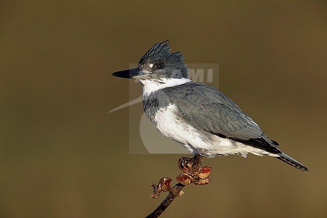 Adult male
San Diego Co., CA
March 2015 stock-image by Agami/Brian E Small,