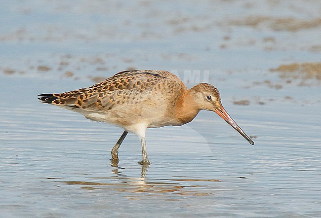 Juvenile Icelandic Black-tailed Godwit (Limosa limosa islandica) Pat's Pool, Cley, Norfolk, during late summer. stock-image by Agami/Steve Gantlett,