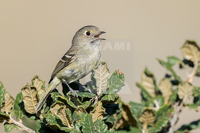 Adult
Coahuila, Mexico
May 2022 stock-image by Agami/Brian E Small,