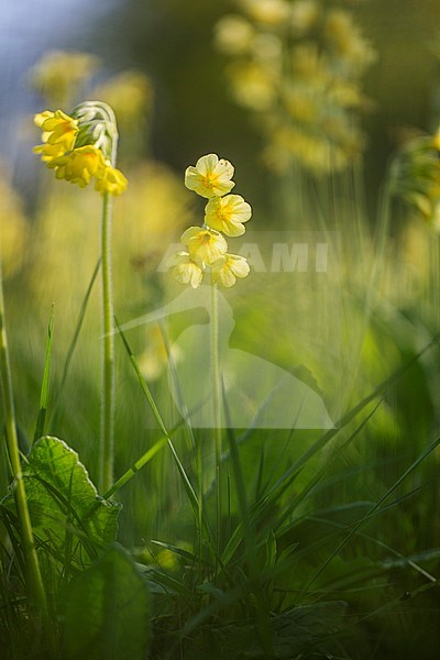 True oxlip or oxlip stock-image by Agami/Wil Leurs,
