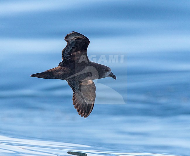 Grey-faced Petrel (Pterodroma gouldi) flying above the water in New Zealand with backlight. stock-image by Agami/Marc Guyt,