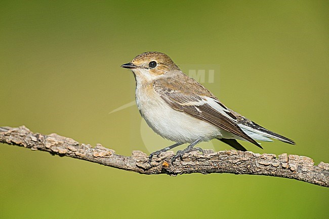 European Pied Flycatcher, Bonte Vliegenvanger, Ficedula hypoleuc stock-image by Agami/Alain Ghignone,