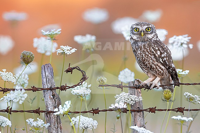 Little Owl, Athene noctua, in Italy. stock-image by Agami/Daniele Occhiato,