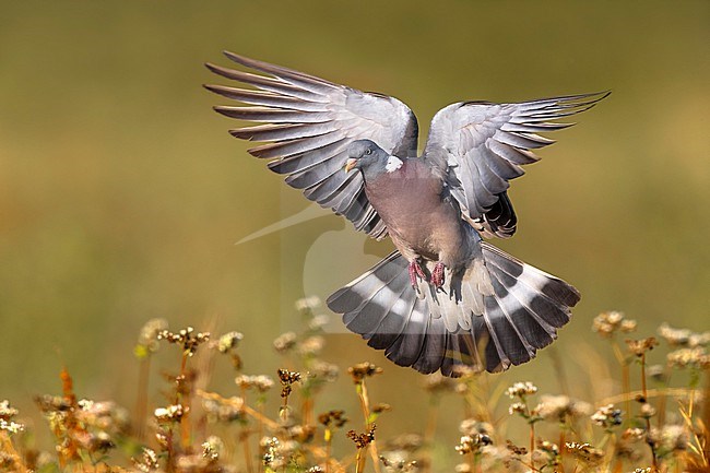 Common wood pigeon, Columba palumbus, in Italy. stock-image by Agami/Daniele Occhiato,
