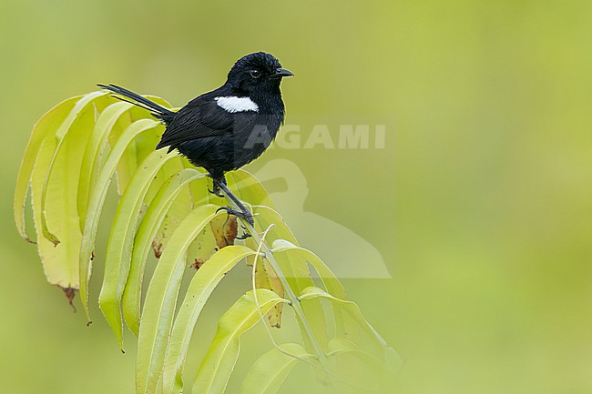 White-shouldered Fairywren (Malurus alboscapulatus) Perched on a branch in Papua New Guinea stock-image by Agami/Dubi Shapiro,