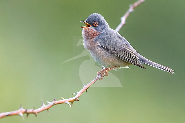 Male Moltoni's Warbler (Sylvia subalpina) perched on a low bush in Italy. stock-image by Agami/Daniele Occhiato,