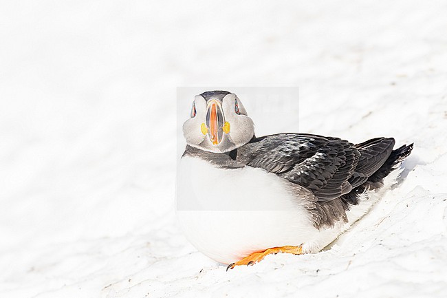  stock-image by Agami/Menno van Duijn,