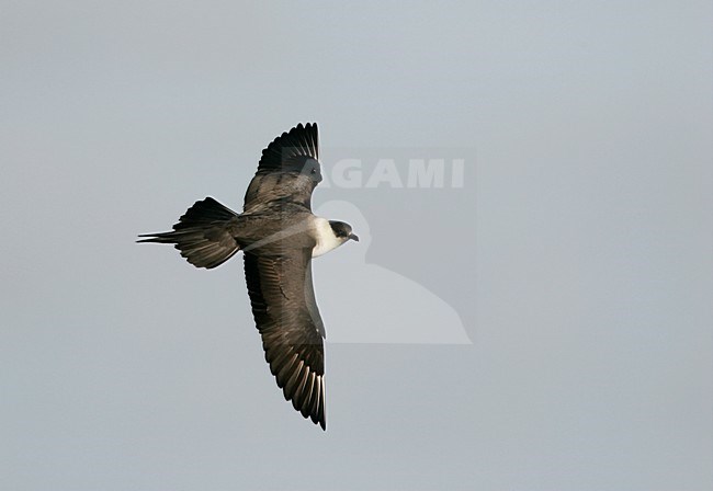 Lichte fase Kleine Jager in de vlucht; Light morph Parasitic Jaeger in flight stock-image by Agami/Menno van Duijn,
