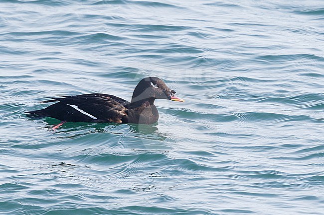 Stejneger's Scoter in Hokkaido, Japan stock-image by Agami/Stuart Price,