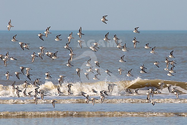 Flock of Sanderlings (Calidris alba) flying along the Dutch North Sea coast near Katwijk aan Zee. stock-image by Agami/Arnold Meijer,