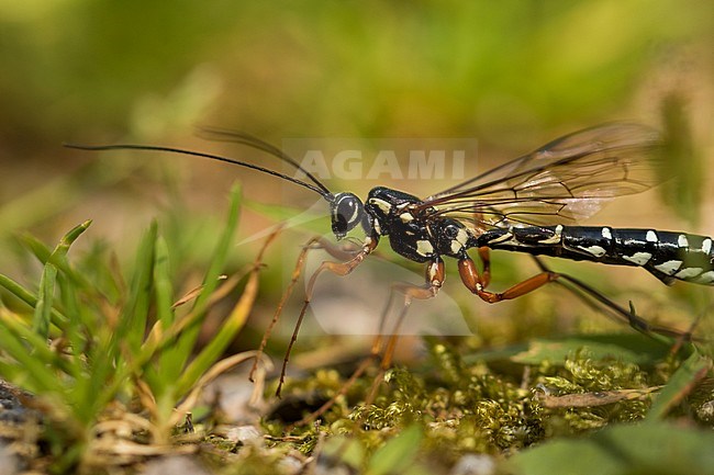 Rhyssa persuasoria - Giant Ichneumon - Riesenholzwespen-Schlupfwespe, Germany (Baden-Württemberg), imago stock-image by Agami/Ralph Martin,