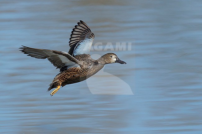 Adult female Cinnamon Teal, Spatula cyanoptera in flight over blue colored lake in Orange County, California during late winter. stock-image by Agami/Brian E Small,