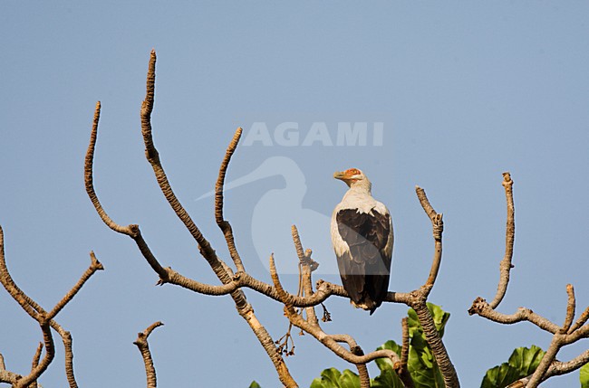 Palmgier, Palmnut Vulture stock-image by Agami/Marc Guyt,