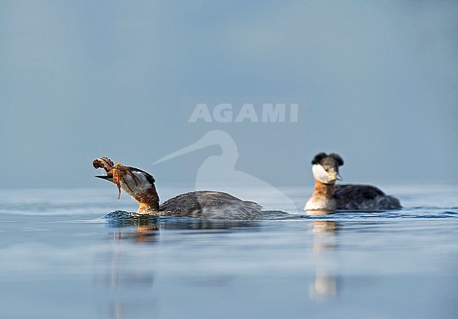 Roodhalsfuut; Red-necked Grebe stock-image by Agami/Alain Ghignone,