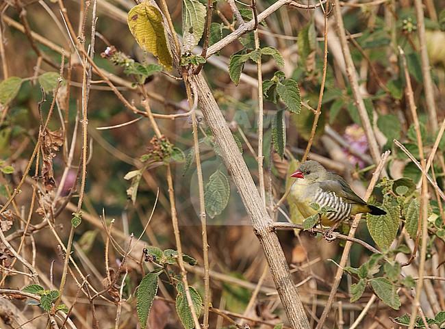 Green Avadavat (Amandava formosa) in Central India. It has a restricted distribution and the populations are threatened by the bird trade. stock-image by Agami/James Eaton,