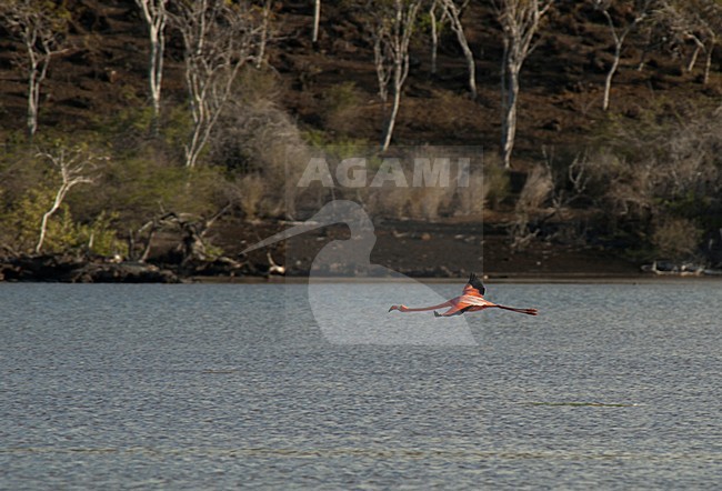 Rode Flamingo in vlucht, American Flamingo in flight stock-image by Agami/Roy de Haas,