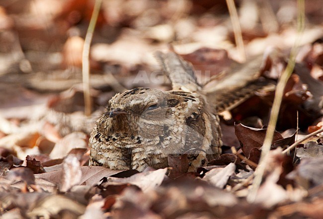 Langstaartnachtzwaluw, Long-tailed Nightjar, Caprimulgus climacurus stock-image by Agami/Marc Guyt,