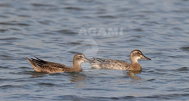 Garganey (Anas querquedula), a juvenile (left) and adult male in eclipse plumage, swimming side by side in a freshwater lake near Deventer in the Netherlands. stock-image by Agami/Edwin Winkel,