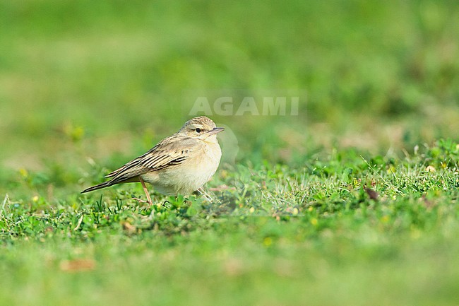 Adult Tawny Pipit (Anthus campestris) during spring migration in a citypark in Eilat, Israel. stock-image by Agami/Marc Guyt,