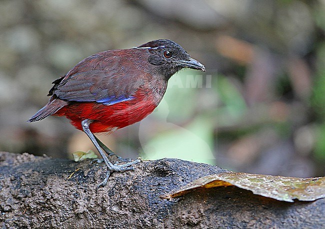 Graceful pitta (Erythropitta venusta) perched on the ground of rain forests of Sumatra in Indonesia. stock-image by Agami/James Eaton,