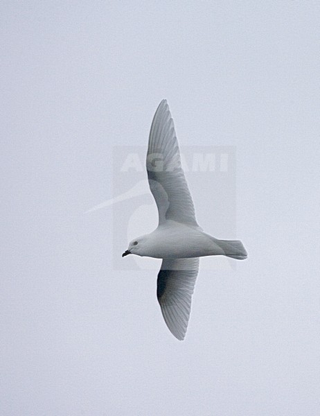 Lesser Snow Petrel flying; Sneeuwstormvogel vliegend stock-image by Agami/Marc Guyt,
