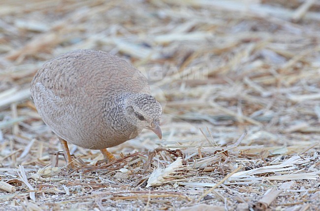 Vrouwtje Arabische Woestijnpatrijs; Female Sand Partridge stock-image by Agami/Markus Varesvuo,