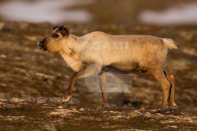 Reindeer (Rangifer tarandus), young individual walking in tundra landscape at sunset stock-image by Agami/Saverio Gatto,