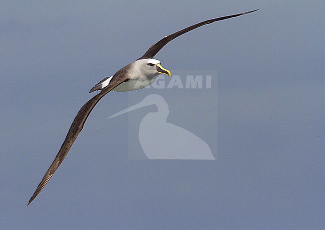 Bullers Albatros, Buller's Albatross stock-image by Agami/Jacob Garvelink,