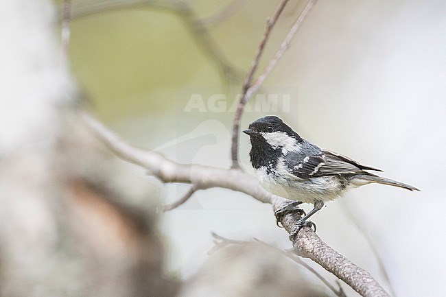 Coal Tit - Tannenmeise - Periparus ater ater, Russia (Baikal), adult stock-image by Agami/Ralph Martin,