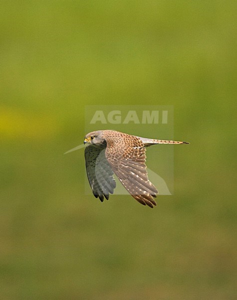 Torenvalk in de vlucht; Common Kestrel in flight stock-image by Agami/Marc Guyt,