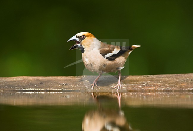 Appelvink bij drinkplaats; Hawfinch at drinking site stock-image by Agami/Marc Guyt,