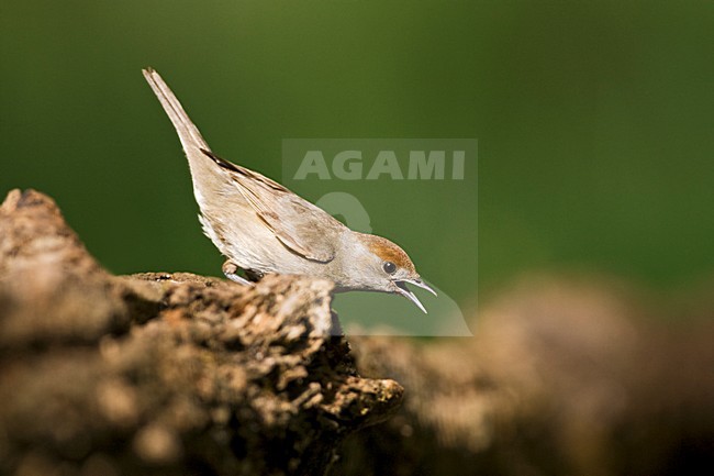 Vrouwtje Zwartkop roepend biop boomstronk; Female Blackcap calling from trunc stock-image by Agami/Marc Guyt,
