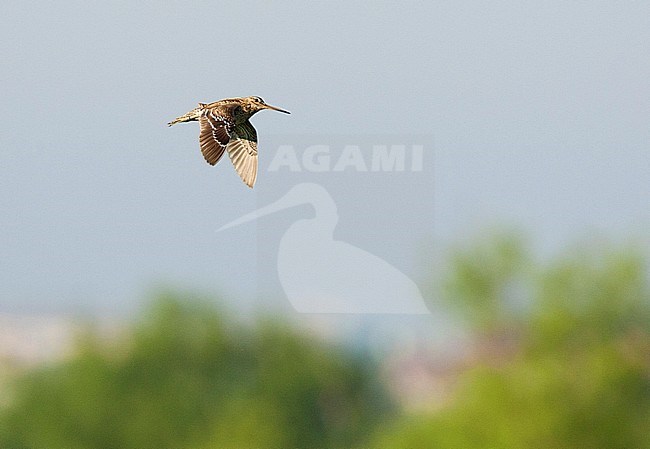 Poelsnip vliegend; Great Snipe flying stock-image by Agami/Harvey van Diek,