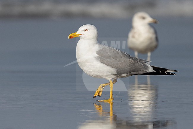Yellow-legged Gull (Larus michahellis), side view of an adult standing on the shore, Campania, Italy stock-image by Agami/Saverio Gatto,