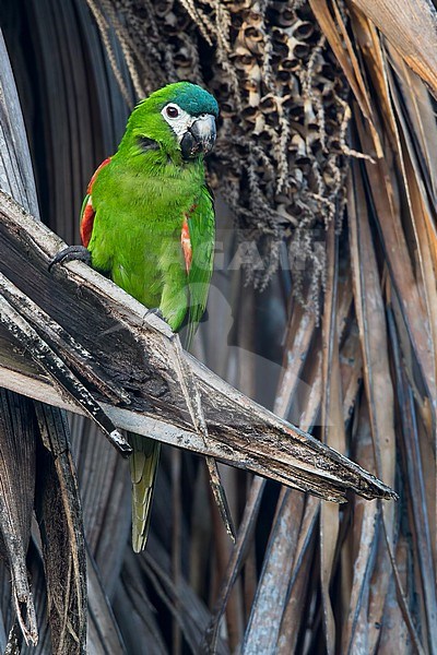Northern Red-shouldered Macaw (Diopsittaca nobilis) in Guyana. stock-image by Agami/Dubi Shapiro,
